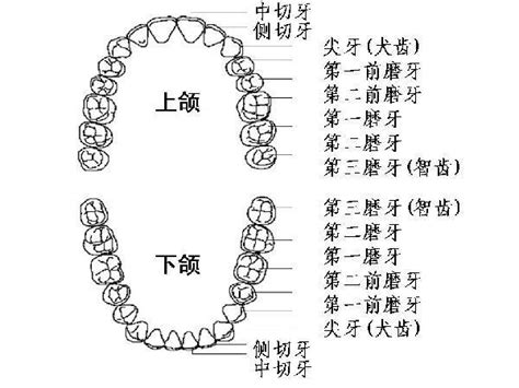 人有多少顆牙齒|人類牙齒